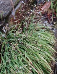 Image: P.B. Heenan © Landcare Research 2014 